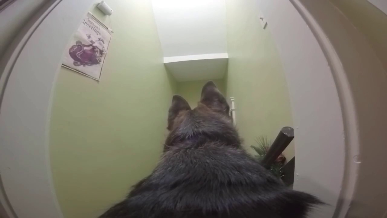 GoPro On Dog Left Home Alone Experiment! YouTube