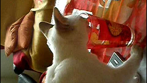 Watch the video about Siamese cat prefers to drink from a glass Siamkatze Leila