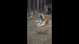 Тигр – Вот Как Тигры Могут Спать