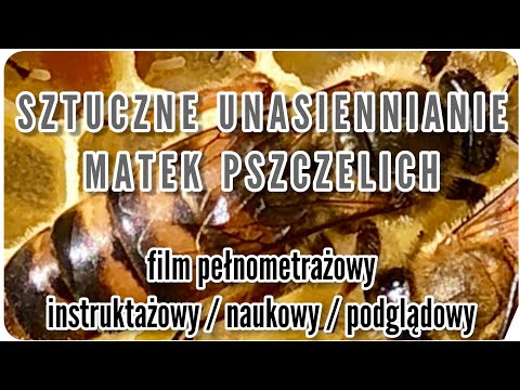 Wideo: Jak wziąć pyłek pszczeli: 12 kroków (ze zdjęciami)