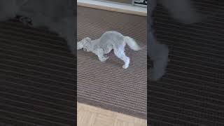 Dexter doing the Bedlington terrier face rub  Too funny. #shorts