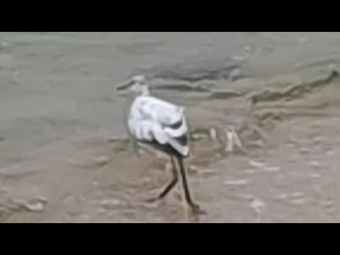 طائر مالك الحزين على شاطيء بحر رابغ