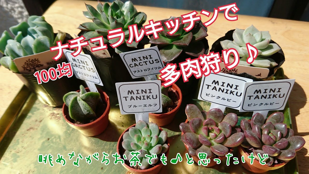 多肉植物 ナチュラルキッチンで多肉狩り 眺めながらお茶でもと思ったけど Youtube