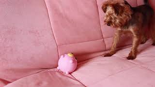 Oshaberi Doubutsu Meme Rabbit Toy Jabber Ball VS. Dog  Yorkshire Terrier