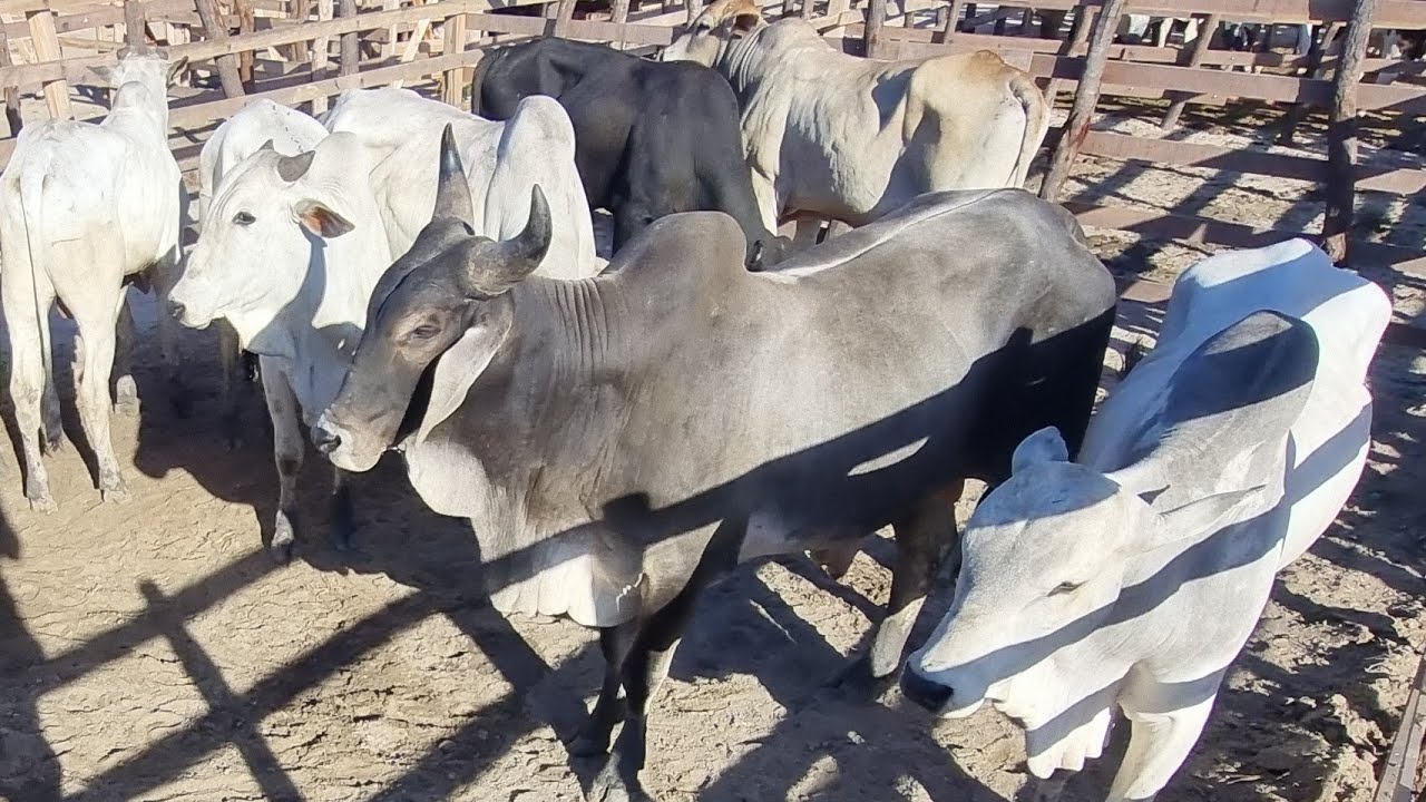 Feira de gado em lajedo-Pe 11-03-2026 garrotada extra 