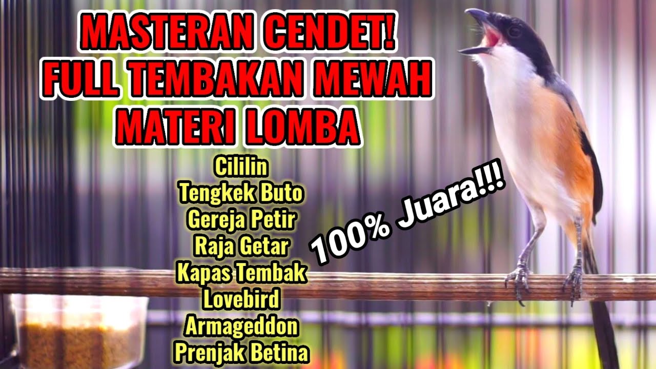 MASTERAN CENDET GACOR TEMBAKAN MATERI LOMBA TERBAIK SEPANJANG MASA