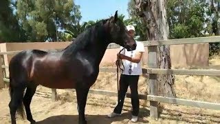 مباراة الجهوية لتربية الخيول العربية البربرية - بوزنيقة 2018