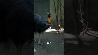 Cassowary Attack #Cassowary #WildlifeAttack #AnimalShorts #NatureEducation #DangerousAnimals #Birds