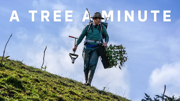 Planting a small forest in 24 hours (1440 trees)