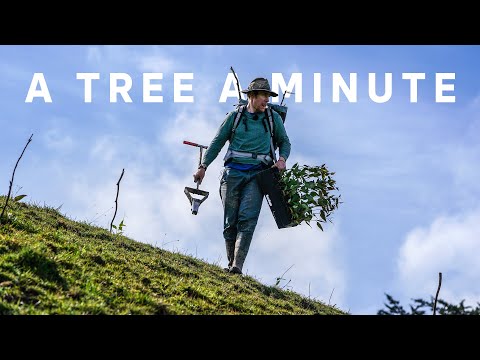 Video: Chir Pine Tree Care: Dyrkning af Chir Pine Trees in the Landscape