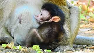 Baby Monkey Have Breast Sucking