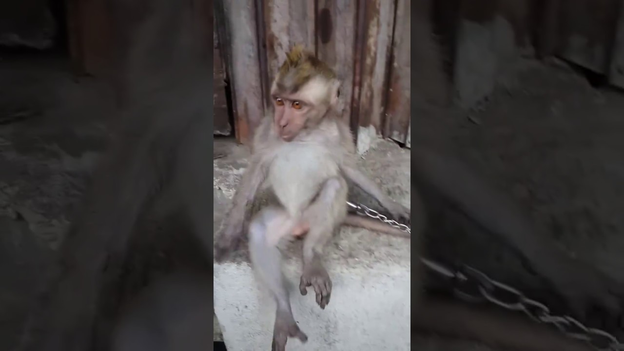 MONYET KABUR GIGIT RANTAI