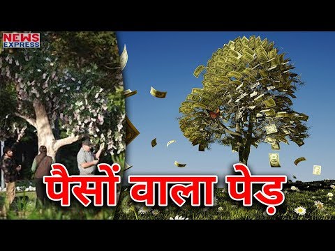 वीडियो: क्या ओहियो में विलो के पेड़ उगते हैं?