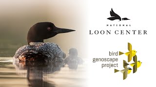 Learn About the Common Loon Genoscape: National Loon Center Webinar