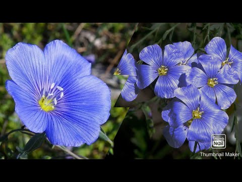 Video: Cvijet lana - Kako uzgajati lan