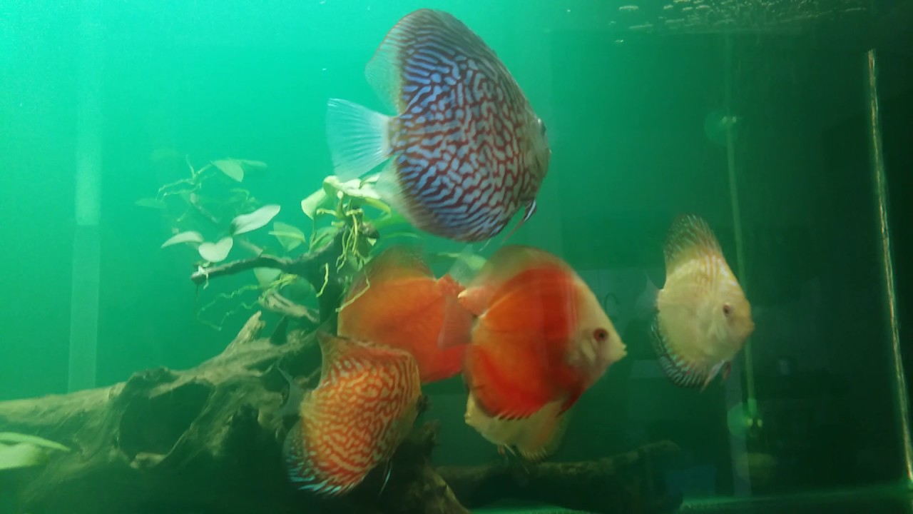 Aquascape sederhana Discus & Arwana dalam satu Aquarium - YouTube