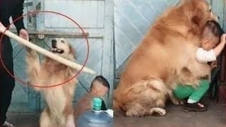 أراد أن يختبر هذا الكلب بمهاجمة إبنه امامه انظر ماذا فعل ..!!