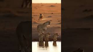 Protection #youtubevideo #lion #animal #wildlife #lioness #wildanimals