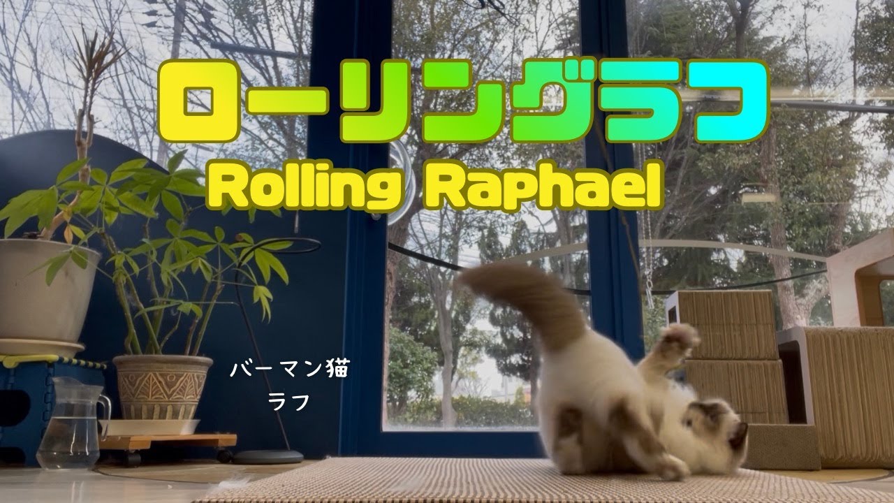 バーマン猫ラフ【ローリングラフ】Rolling Raphael （バーマン猫）Birman/Cat