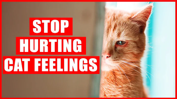 16 Things that EMOTIONALLY Hurt Your Cat - DayDayNews