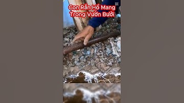 Mạo Hiểm Bắt Con Rắn Hổ Mang Đất Cực Độc Trong Vườn Bưởi #shorts #snake #randoc