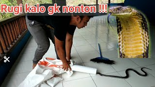 tips dan cara menangkap ular kobra dengan alat rumah