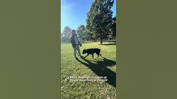 Helping a Reactive Dog Work Through Triggers in Real Time