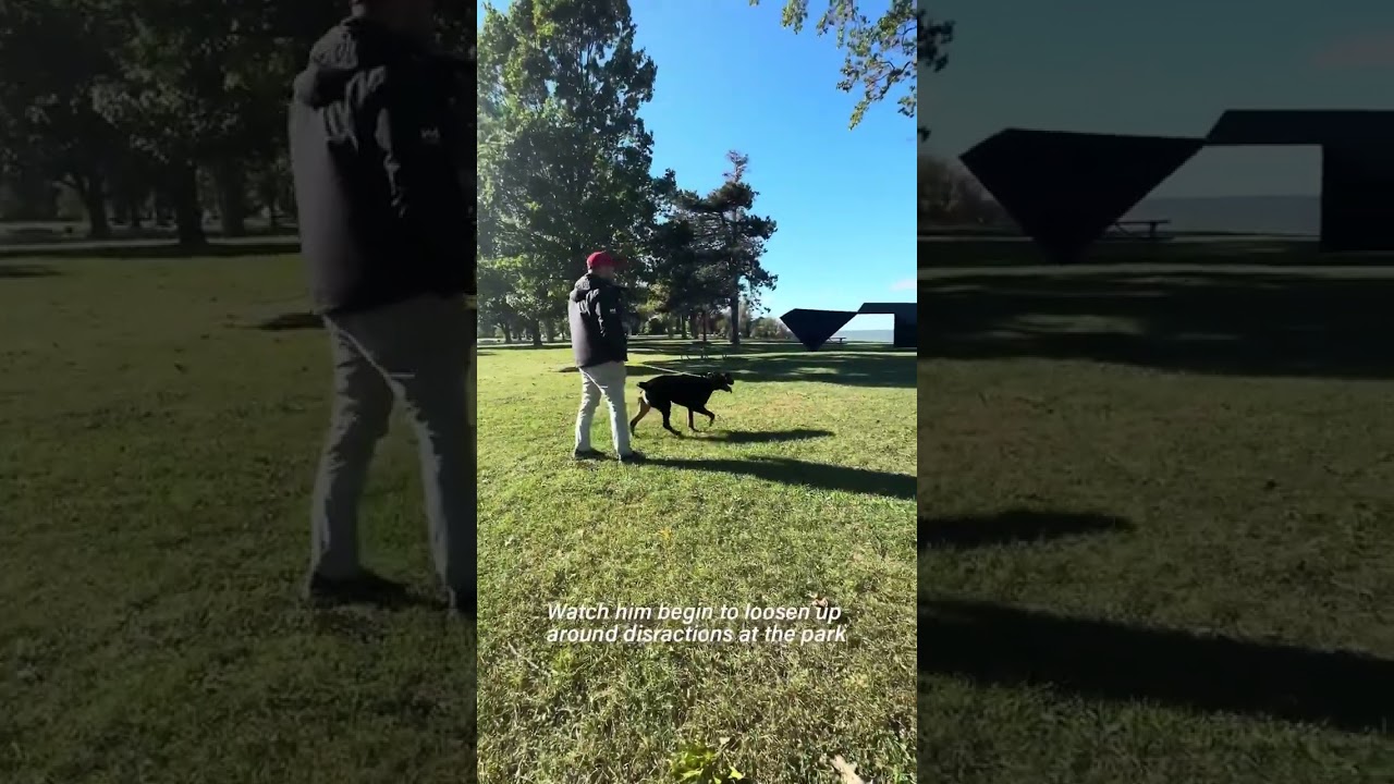 Helping a Reactive Dog Work Through Triggers in Real Time