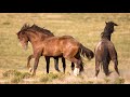 Onaqui Wild Mustang Horses near Dugway, Utah Sept 2019 by Karen King