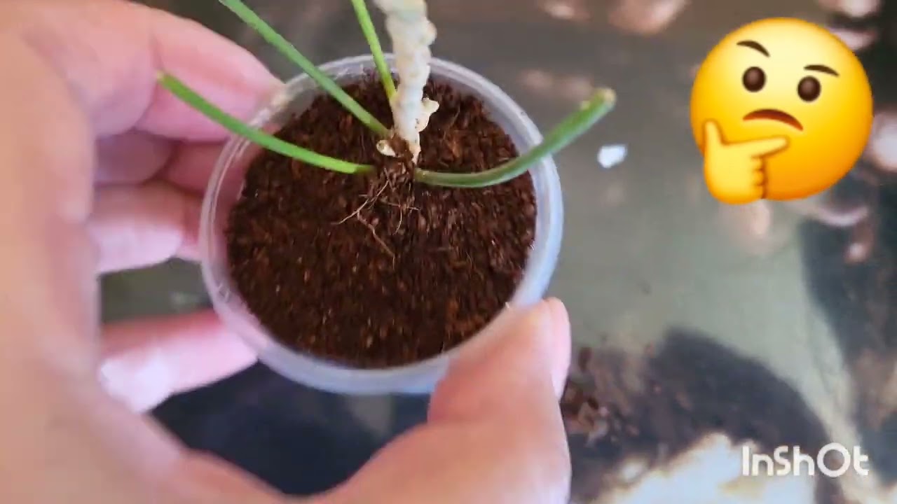 Посылка подарок с редкой хойей! 03.06.2024.