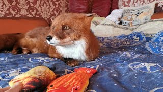 Foxes, fish and instincts