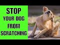 How To STOP My Dog From Scratching Himself(STARTING NOW?)