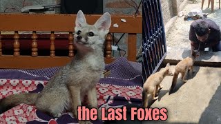 LIVING with 'the Real FOXES'! | Tribal & Stray Dog HUNTING