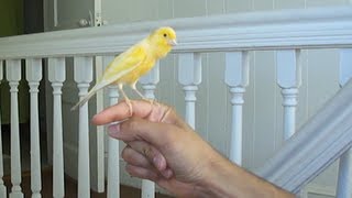 Canary singing on my hand