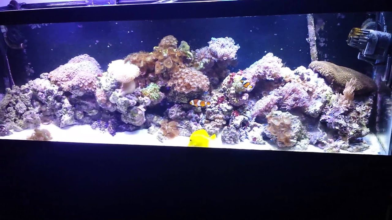 40 gallon long reef aquarium update YouTube