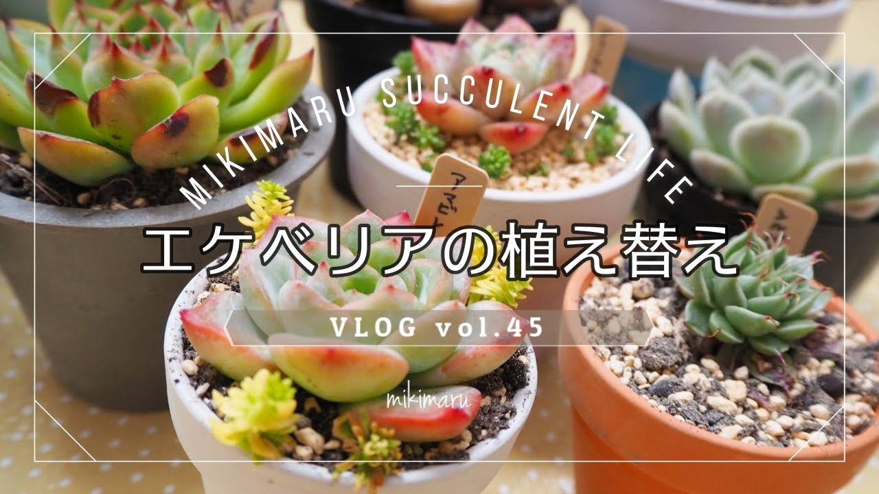 多肉植物 エケベリアの植え替えvlog Vol 45 Youtube