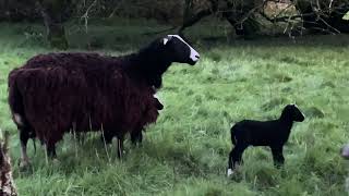 Day started lovely with no rain & sunshine but ended with great sadness by Zwartbles Ireland Suzanna Crampton 1,759 views 2 weeks ago 27 minutes