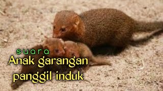 SUARA GARANGAN mp3 ➡️ SUARA PIKAT GARANGAN