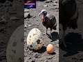 Capture de la vidéo The Strange Egg-Laying Bird Of Sulawesi 🥚🦉