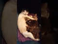 Cat Nursing Raccoon