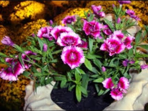 Çin Karanfili Çiçeği (Dianthus Chinensis) tohumu nasıl çimlendirilir ? -1-