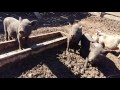 Зонирование территории для свиней/ Vietnamese pigs