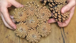 I gathered pine cones from the forest and now I'm gonna use them to make money for the holidays! screenshot 3