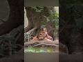 A deer hid her unborn baby out of fear of a lion. | Bad Things Happened To The Little Deer | #shorts
