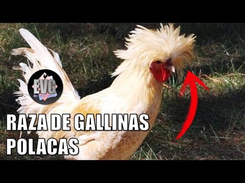 Video: Pollo En Polaco