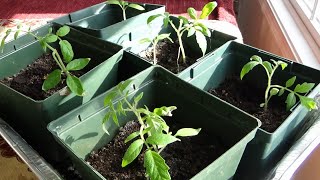 Cherub Tomato Plants