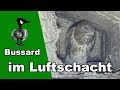 Bussard im Luftschacht - Tiernotruf #172