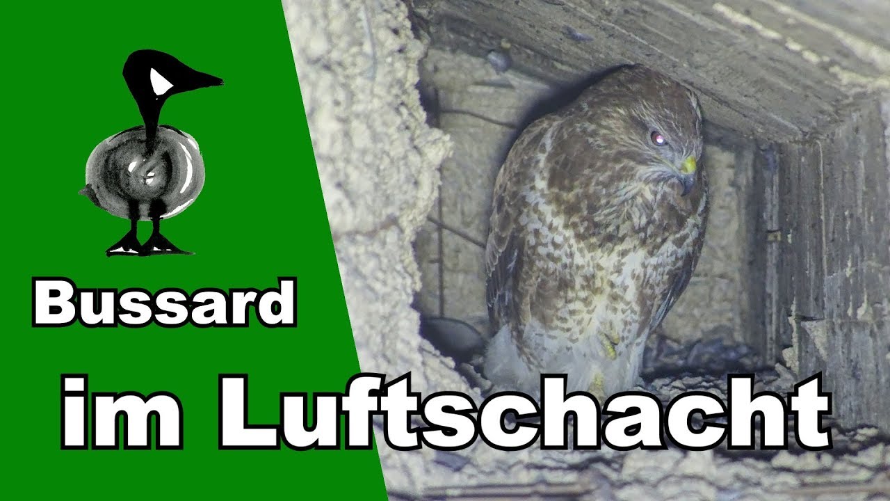 Bussard im Luftschacht - Tiernotruf 