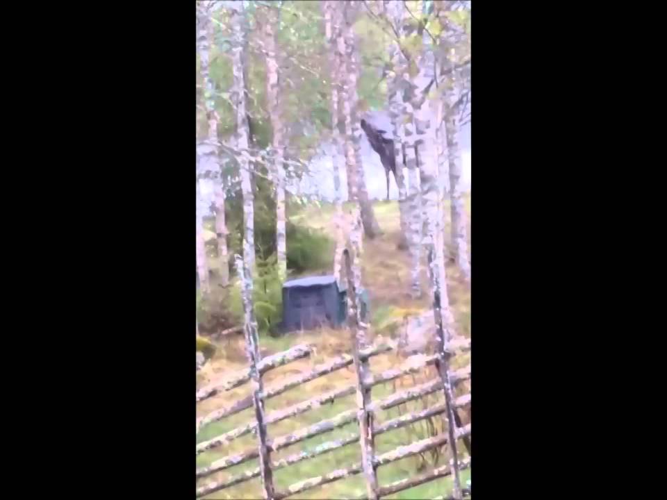 Bamse - der Haus-Elch in Gjutasen - ein Haus am See