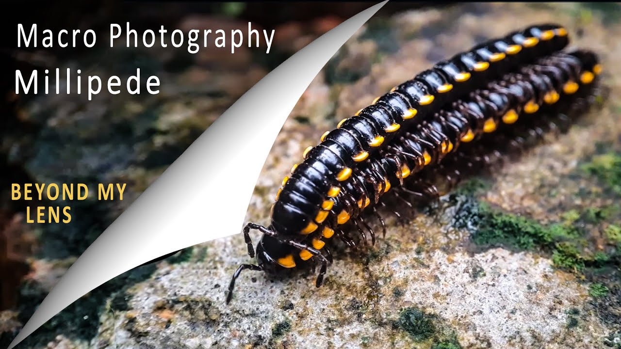 Macro photography with mobile without lens|Yellow-spotted millipede reproduction| Insect Photography